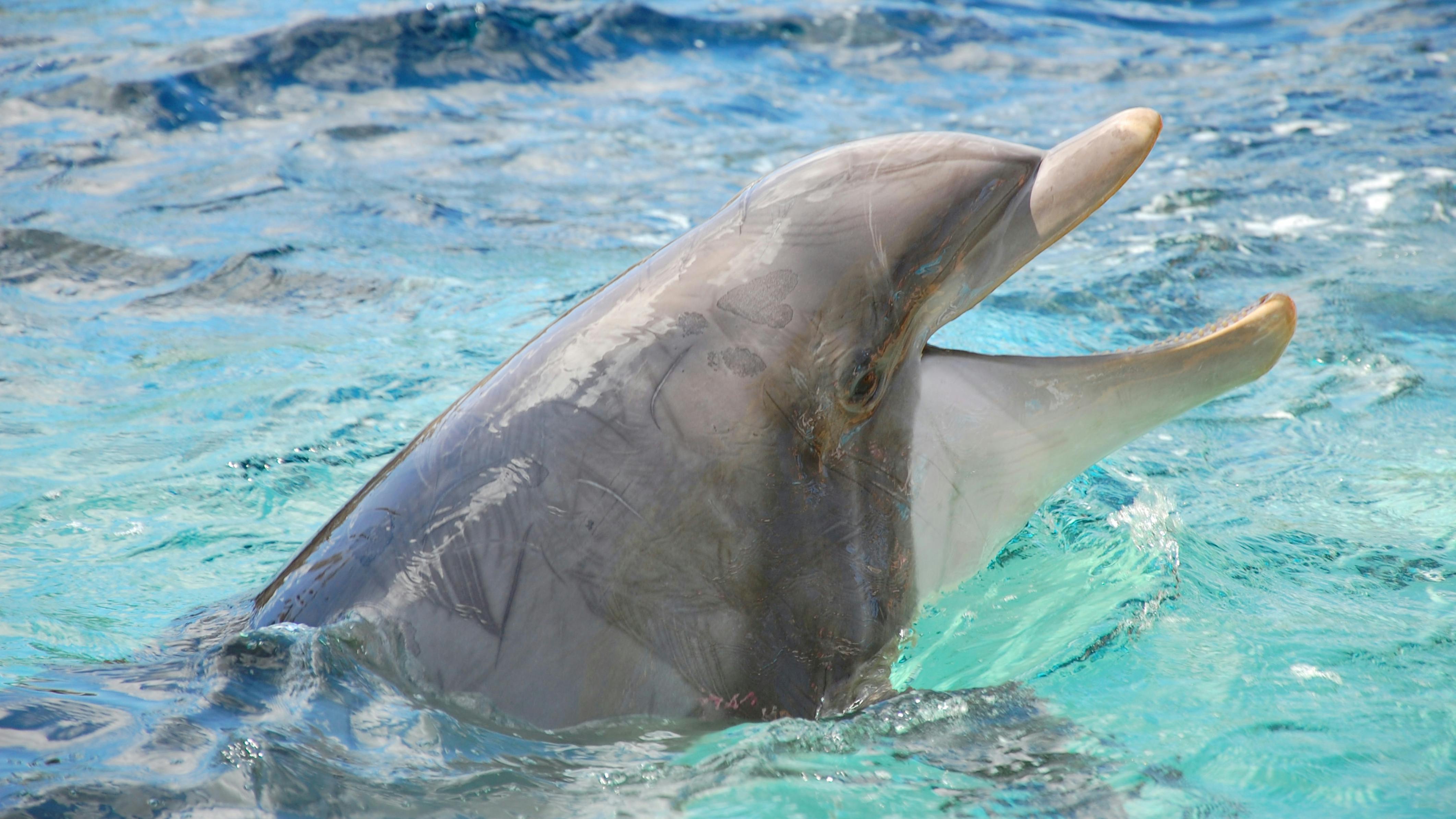 '𝗗𝗜𝗦𝗖𝗟𝗔𝗜𝗠𝗘𝗥: 𝘕𝘰 𝘥𝘰𝘭𝘱𝘩𝘪𝘯𝘴 𝘸𝘦𝘳𝘦 𝘩𝘢𝘳𝘮𝘦𝘥 𝘪𝘯 𝘵𝘩𝘦 𝘮𝘢𝘬𝘪𝘯𝘨 𝘰𝘧 𝘵𝘩𝘪𝘴 𝘳𝘶𝘮𝘰𝘳.'