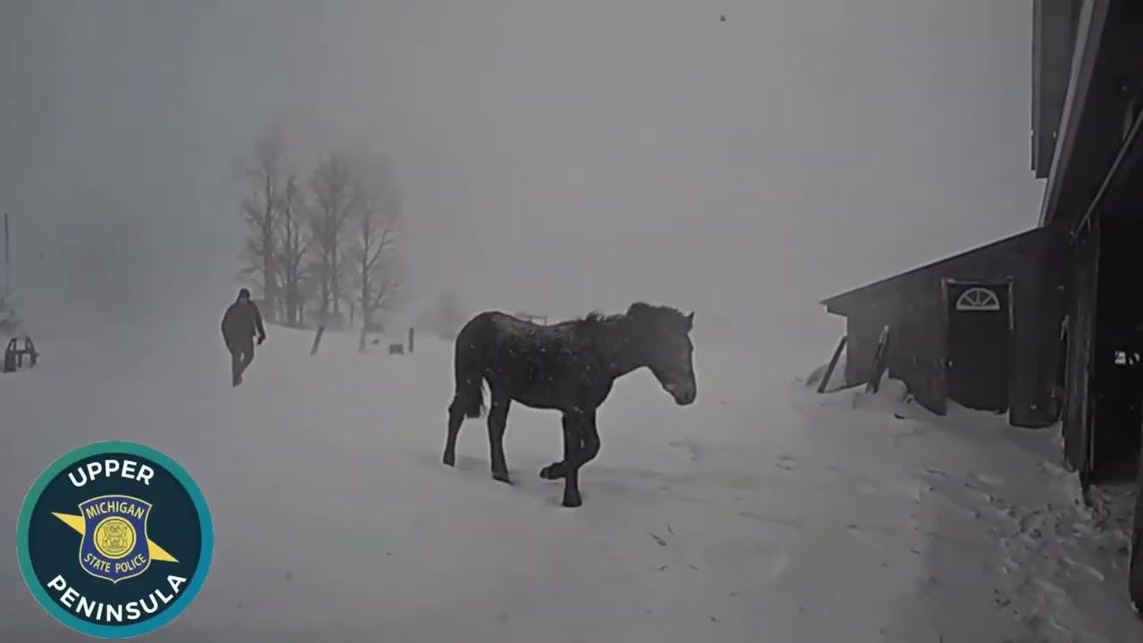 Troopers corral escaped horse during blizzard