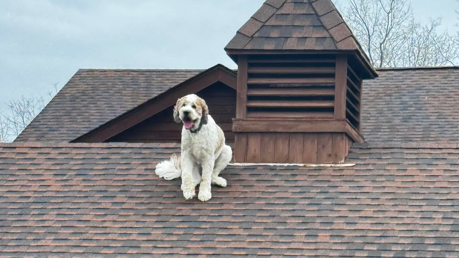 Bad doggy! Bad doggy!