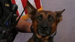 Solano County Sheriff's Office K-9 Ty Solano County Sheriff's Office K-9 Ty