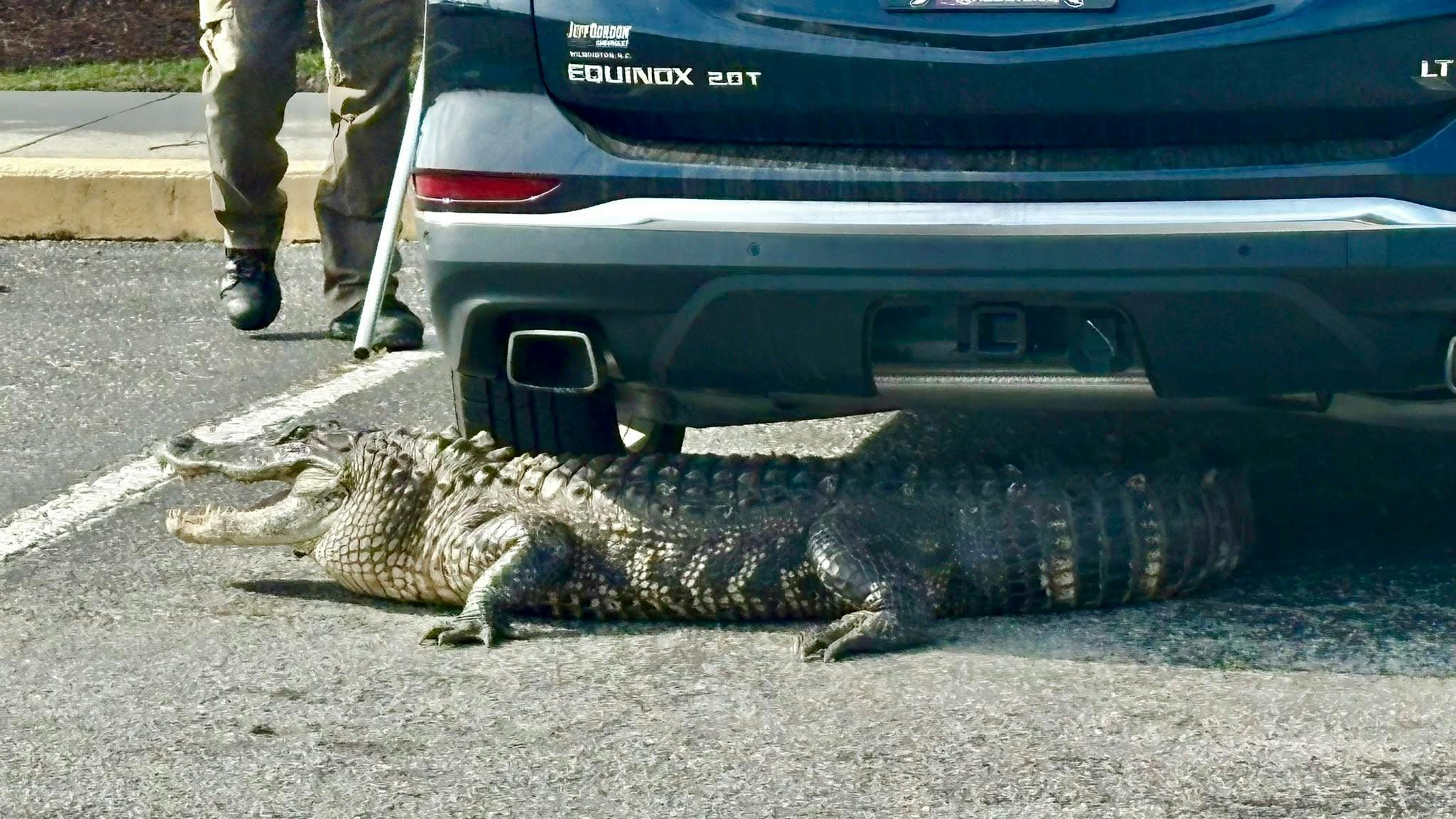 Brunswick deputies help rescue injured gator