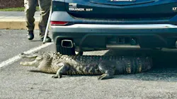 Brunswick deputies help rescue injured gator Brunswick deputies help rescue injured gator