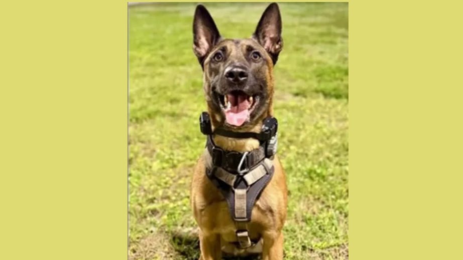 Fort Lauderdale Police K-9 Appie