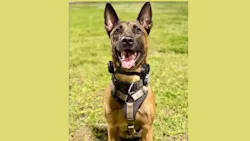 Fort Lauderdale Police K-9 Appie Fort Lauderdale Police K-9 Appie