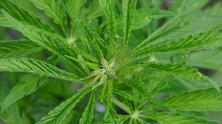 officer.com - N.J. Court Reinstates Officers Fired for Off-Duty Cannabis Use