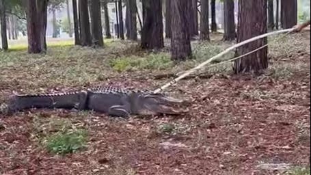Sunset Beach police remove 400-pound alligator