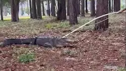 Sunset Beach police remove 400-pound alligator Sunset Beach police remove 400-pound alligator