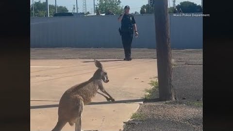Waco police chase loose kangaroo