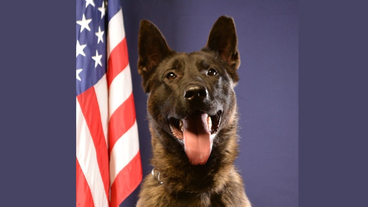 Grand Rapids Police K-9 Digo
