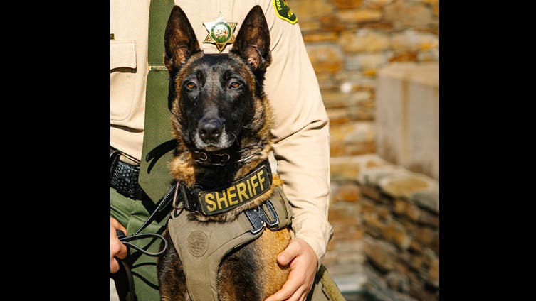 Fresno County Sheriff's Office K-9 Santi