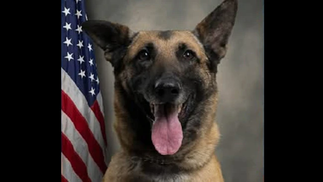 Pitt County Sheriff's K-9 Chilli