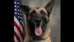 Pitt County Sheriff's K-9 Chilli