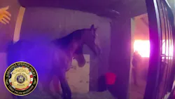 Saratoga Springs help rescue horses from casino barn fire