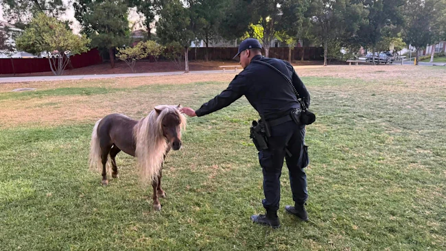 San Jose police capture escaped Shetland pony
