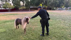 San Jose police capture escaped Shetland pony