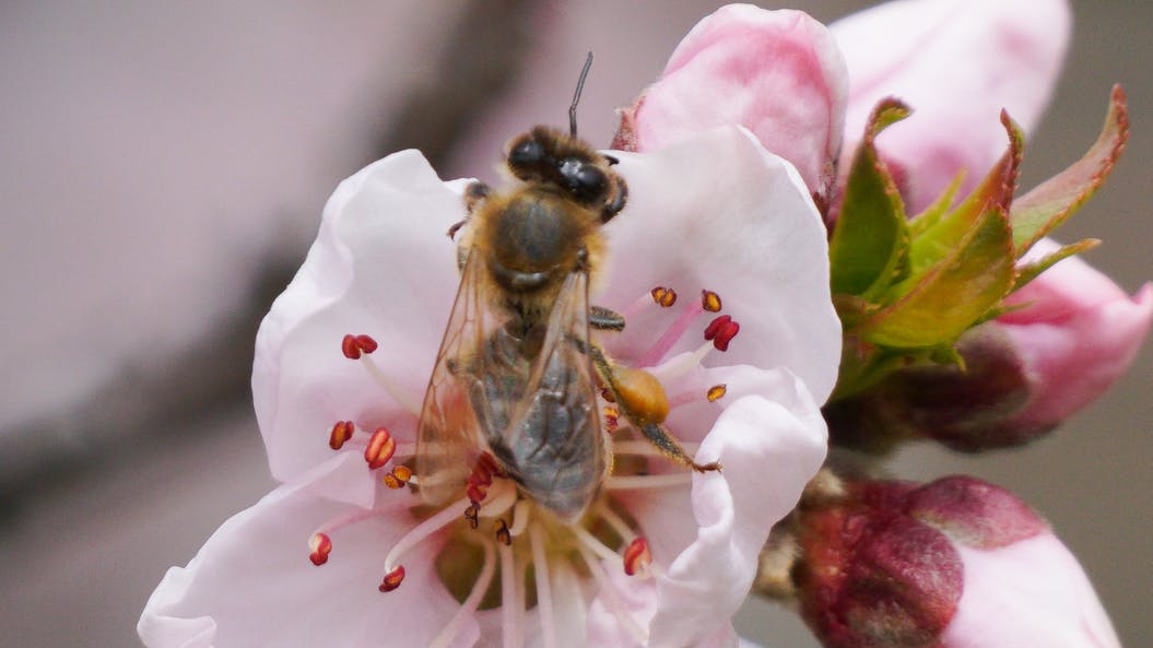 Bee on flower