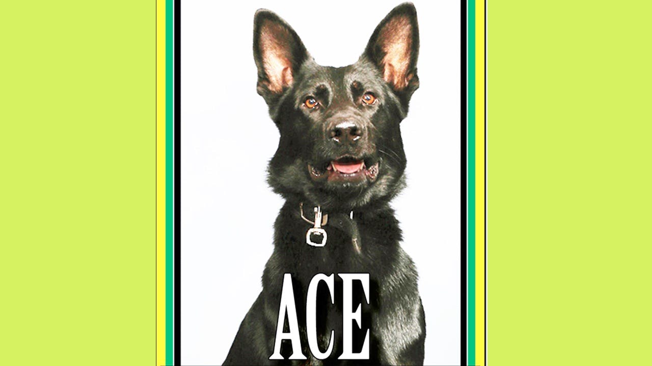 Polk County Sheriff's Office K-9 Ace
