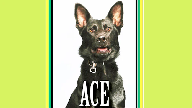 Polk County Sheriff's Office K-9 Ace