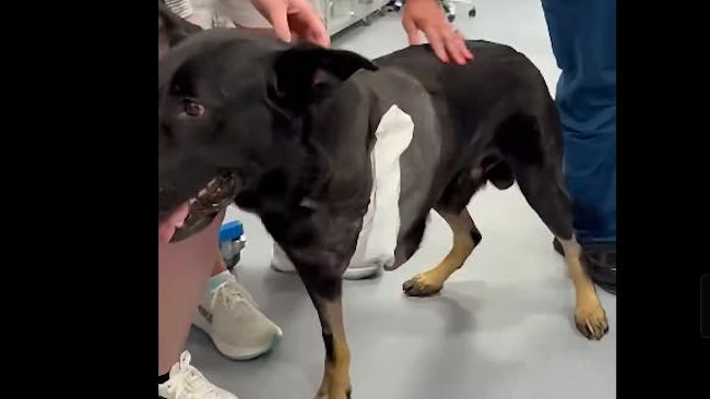 Polk County sheriff's K-9 Ace released from clinic after leg amputation following shootout