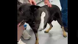 Polk County sheriff's K-9 Ace released from clinic after leg amputation following shootout