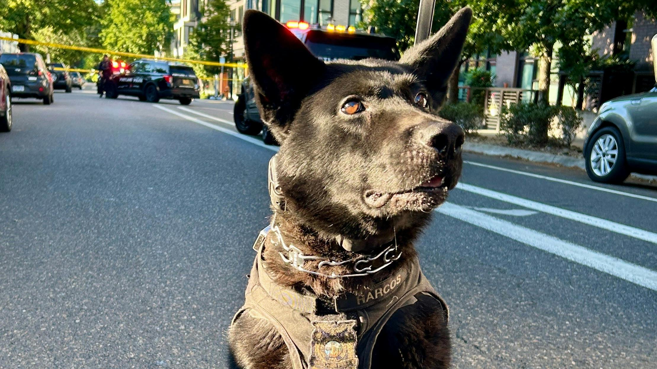 Portland Police K-9 Harcos