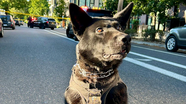 Portland Police K-9 Harcos