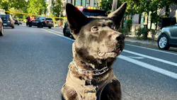 Portland Police K-9 Harcos