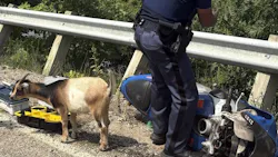A Nigerian dwarf goat helps Michigan State Police troopers at a crash scen