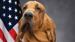 Charlottesville Police K-9 Blue
