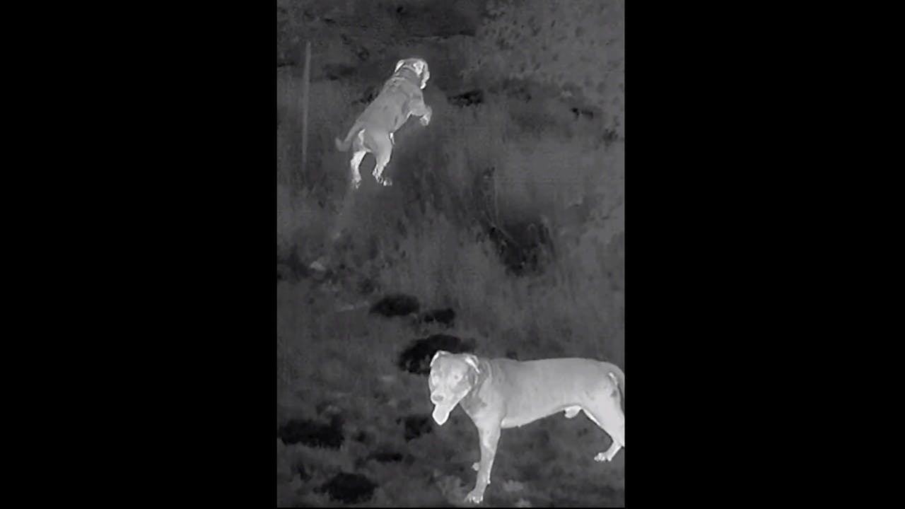 An Oklahoma City police drone stops a dog attack on an individual