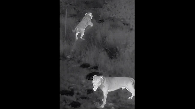 An Oklahoma City police drone stops a dog attack on an individual