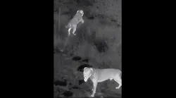 An Oklahoma City police drone stops a dog attack on an individual