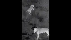 An Oklahoma City police drone stops a dog attack on an individual