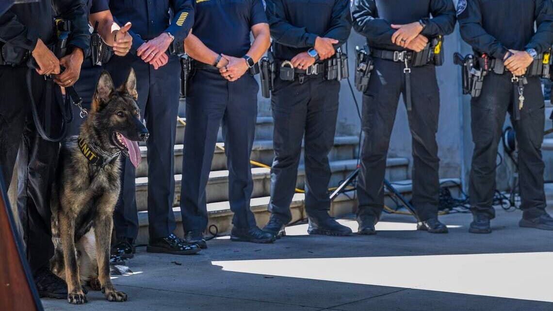 K-9 Samson introduced by the Miami Police Department
