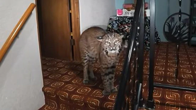 Kirkland police drone footage shows bobcat inside home