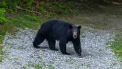 A black bear in Kingdom Come State Park near Cumberland