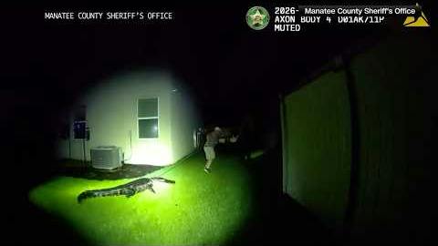 An 8-foot alligator shows his disapproval of Manatee County deputies