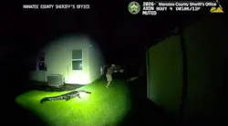 An 8-foot alligator shows his disapproval of Manatee County deputies