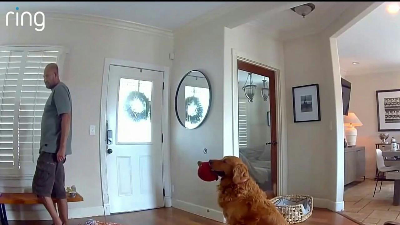 A friendly dog tries to get a San Diego home intruder to play with him
