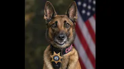 Cato, a Hacock County Sheriff's Office K-9