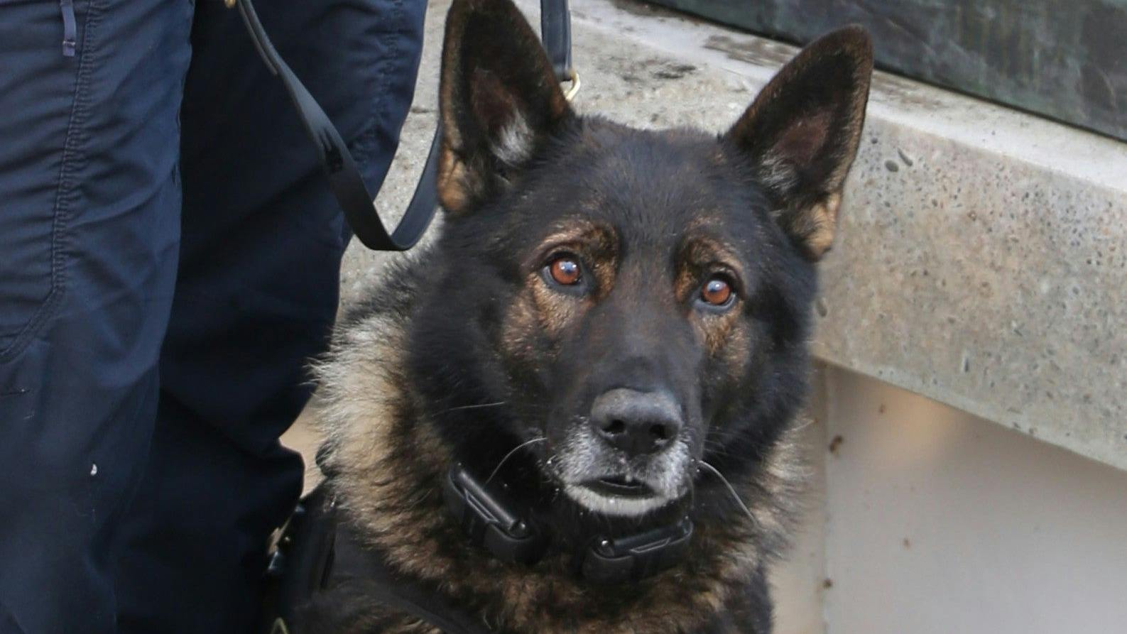 Portland Police K-9 Kylo