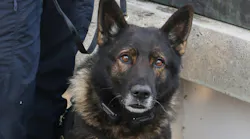 Portland Police K-9 Kylo