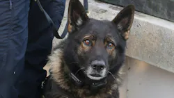 Portland Police K-9 Kylo