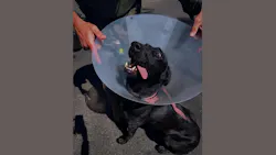 Redondo Beach Police K-9 Wouter wears a dog cone after a piece of his ear was allegedly bitten off by a suspect