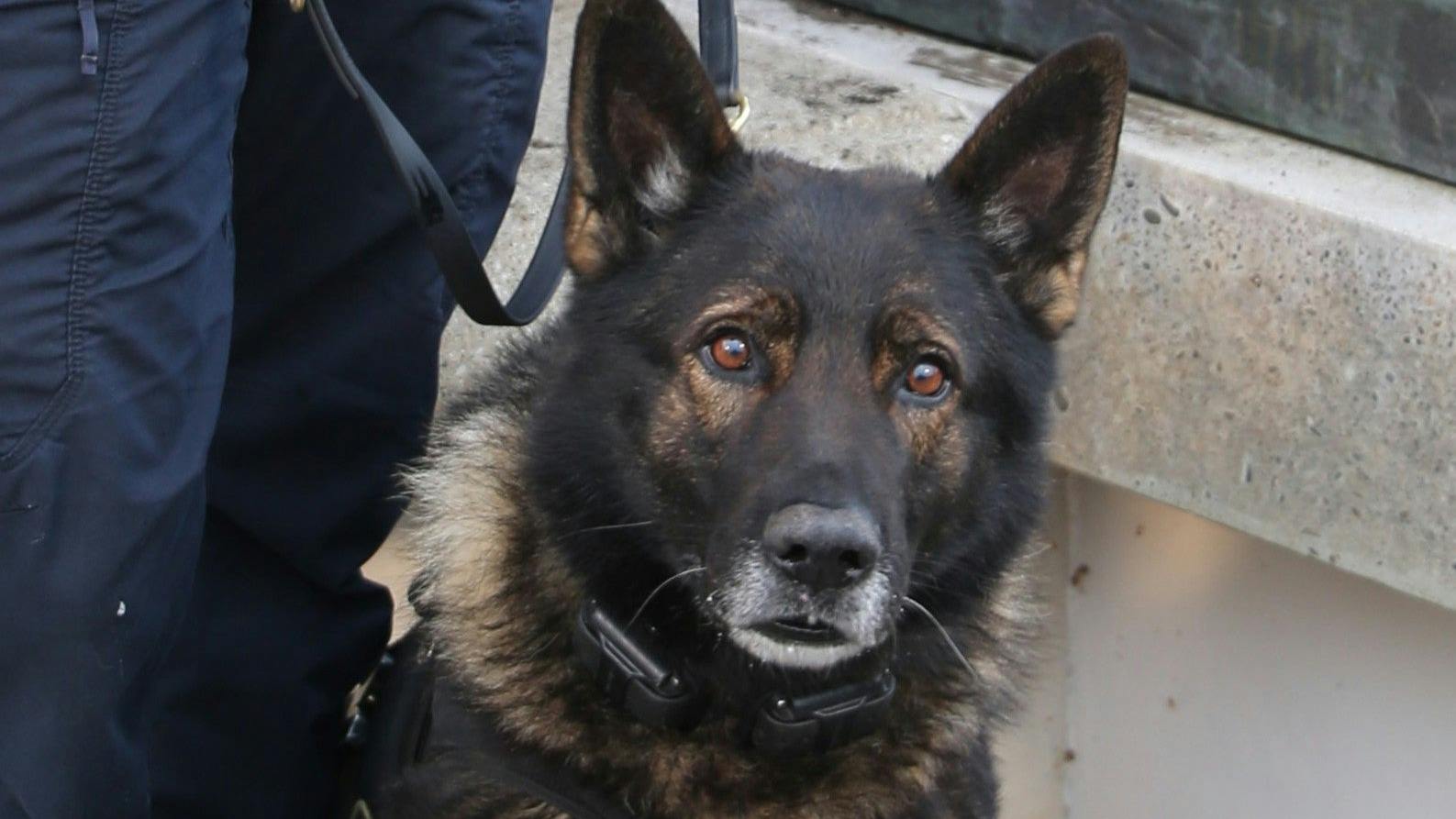 Portland Police K-9 Kylo