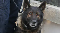 Portland Police K-9 Kylo