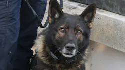 Portland Police K-9 Kylo