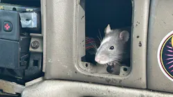 One of over 100 rats discovered in two parked cars by Eugene police
