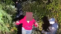 Pierce County sheriff's deputies rescue a suspect who became stuck in thick blackberry bushes