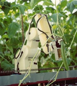 Robotic cucumber harvester. Source: www.ieee-ras.org Robotic cucumber harvester. Source: www.ieee-ras.org